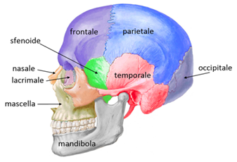 Osteopata e Ossa che Schioccano  Perchè accade e cosa significa?